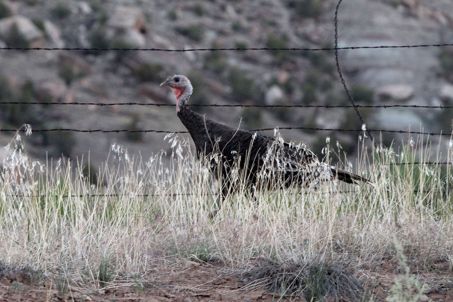 PHOTOS- FOCUS Montrose County landscapes